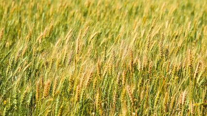 Golden wheat field. Ears of golden wheat in close-up.