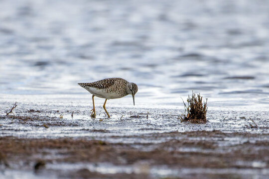 Bruchwasserl&auml;ufer auf Nahrungssuche im seichten Wasser