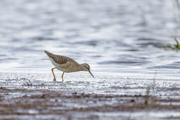 Bruchwasserläufer auf Nahrungssuche im seichten Wasser