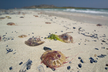 jellyfish washed ashore on the veach of La pelosa Stintino, Sassari, Sardinia, Italy