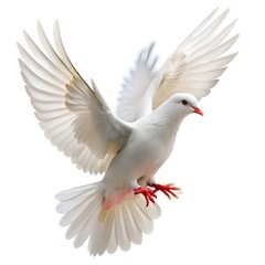 Fototapeta premium white pigeon flying isolated on a white background