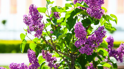 Lilac bush in spring. Bright flowers of spring lilac bush