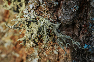 A detailed macro shot of fruticose lichen growing on textured tree bark, showcasing complex branch structures and earth tones in a natural forest environment.