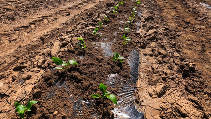 A row of green vegetable pepper bushes.