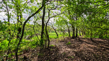 Bright colors of the spring forest