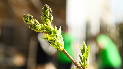 Flower buds bloom on a tree on a sunny spring day.