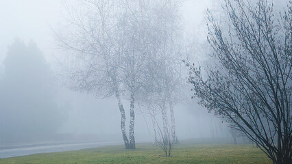 A fog-covered city park, on a spring day.