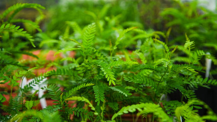 Seedlings of trees, shrubs and flowers grown in a greenhouse nursery