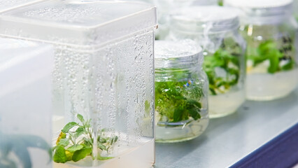 Growing seedlings in laboratory tubes. Laboratory studies new plant breeding methods