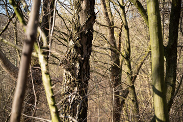 arvore tree Ruhrgebiet germany