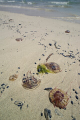 jellyfish washed ashore on the veach of La pelosa Stintino, Sassari, Sardinia, Italy