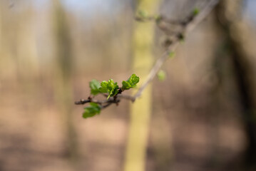 herbst primavera alemanha Deutschland