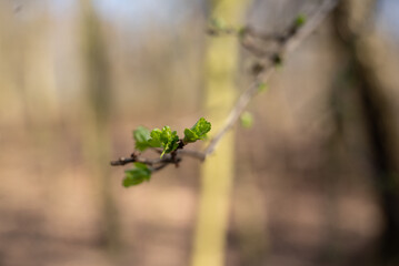 herbst primavera alemanha Deutschland