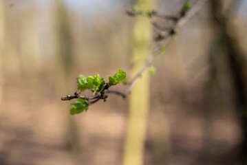 herbst primavera alemanha Deutschland