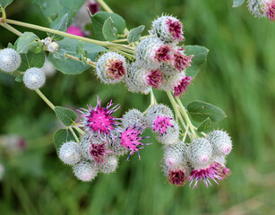 In the wildlife grows burdock (Arctium)