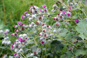 In the wildlife grows burdock (Arctium)