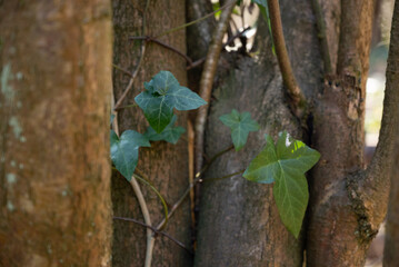 herbst primavera alemanha Deutschland