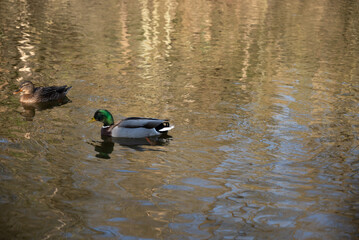 herbst primavera alemanha Deutschland