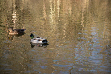 herbst primavera alemanha Deutschland