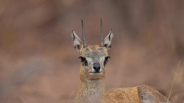 African Klipspringer Antelope, (Oreotragus oreotragus), rock-climbing antelope, resident in mountains of eastern and southern Africa. Springs up to flee from danger. Slow motion, 25 percent
