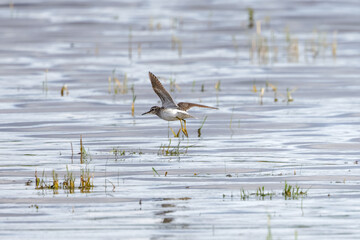 Bruchwasserläufer im Anflug