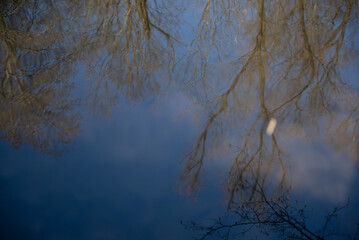 arvore tree Ruhrgebiet germany
