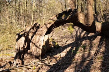 arvore tree Ruhrgebiet germany