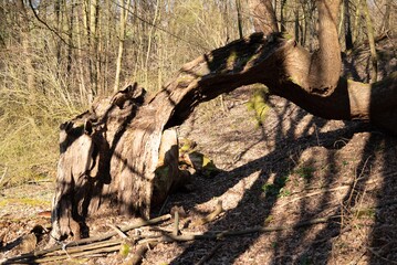 arvore tree Ruhrgebiet germany