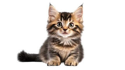 Obraz premium british shorthair cat