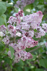 Gentle pink syringa vulgaris blossoming in spring garden