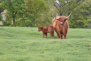 Szkockie krowy Highland