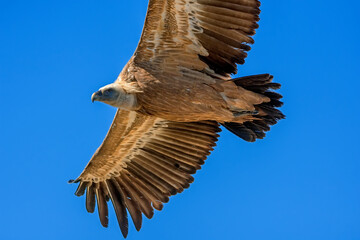 Buitre leonado en vuelo, en el parque natural de Cazorla, Segura y Las Villas.