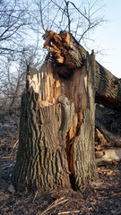 Dead oak, broken tree trunk in the forest, showcasing nature's resilience, with a clear sky...