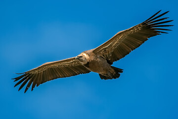 Buitre leonado en vuelo, en el parque natural de Cazorla, Segura y Las Villas.