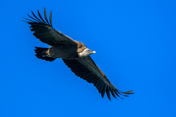 Buitre leonado en vuelo, en el parque natural de Cazorla, Segura y Las Villas.