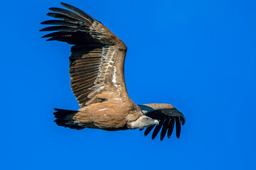  Buitre leonado en vuelo, en el parque natural de Cazorla, Segura y Las Villas.