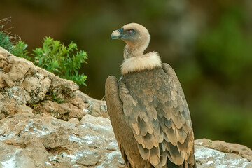  Buitre leonado en vuelo, en el parque natural de Cazorla, Segura y Las Villas.