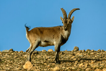 Macho de cabra hispánica pirenaica, en el parque natural de Cazorla, Segura y Las Villas.