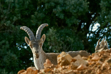 Macho de cabra hispánica pirenaica, en el parque natural de Cazorla, Segura y Las Villas.