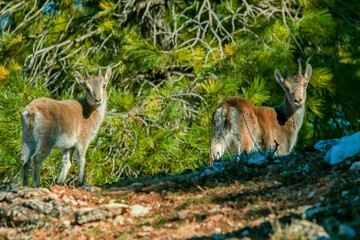Macho de cabra hispánica pirenaica, en el parque natural de Cazorla, Segura y Las Villas.