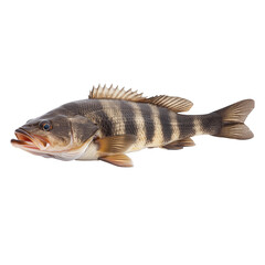 Sea Fish Isolated on Transparent Background
