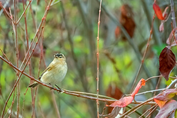 Mosquitero, en el parque natural de Cazorla, Segura y Las Villas.