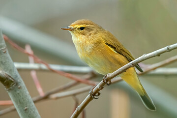 Mosquitero, en el parque natural de Cazorla, Segura y Las Villas.