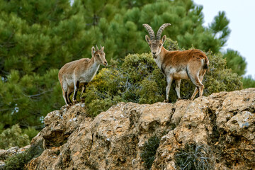 Macho de cabra hispánica pirenaica, en el parque natural de Cazorla, Segura y Las Villas.