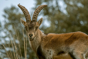 Macho de cabra hispánica pirenaica, en el parque natural de Cazorla, Segura y Las Villas.