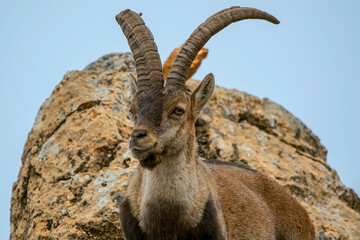 Fototapeta premium Macho de cabra hispánica pirenaica, en el parque natural de Cazorla, Segura y Las Villas.