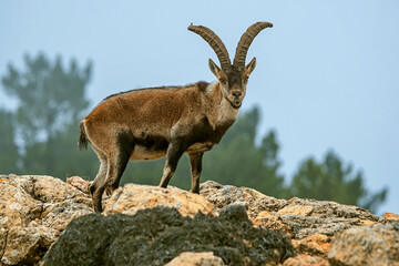 Macho de cabra hispánica pirenaica, en el parque natural de Cazorla, Segura y Las Villas.