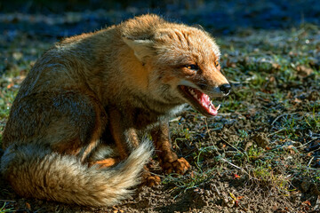 Zorro común o rojo, en el parque natural de Cazorla, Segura y Las Villas.