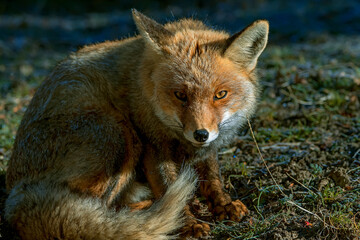 Zorro común o rojo, en el parque natural de Cazorla, Segura y Las Villas.