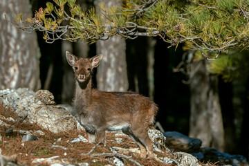 Gamo macho en el parque natural de Cazorla, Segura y Las Villas.